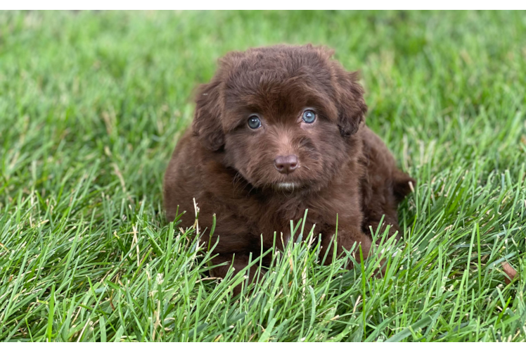 Funny Mini Aussiedoodle Poodle Mix Pup