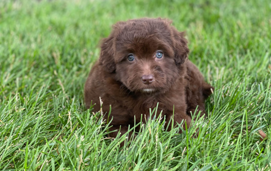 Funny Mini Aussiedoodle Poodle Mix Pup