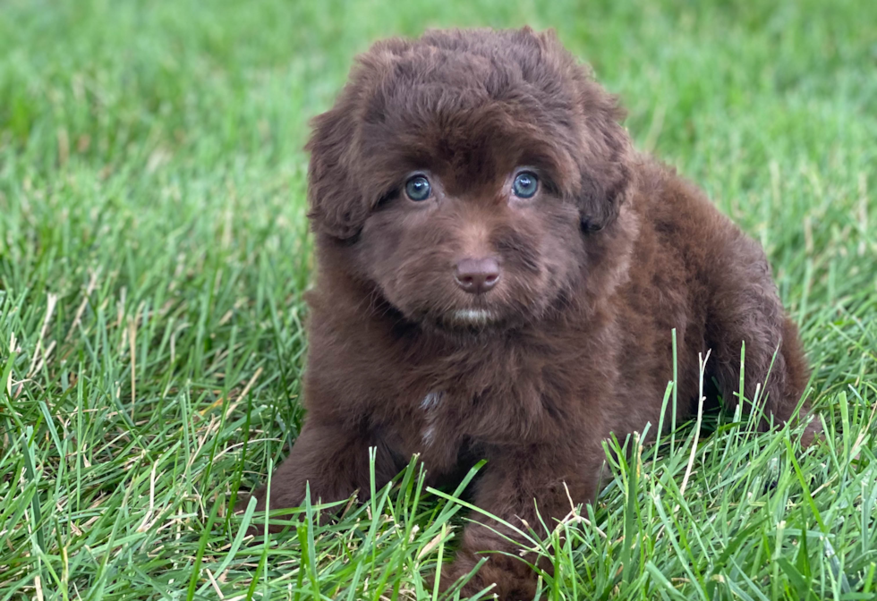 Playful Aussiepoo Poodle Mix Puppy