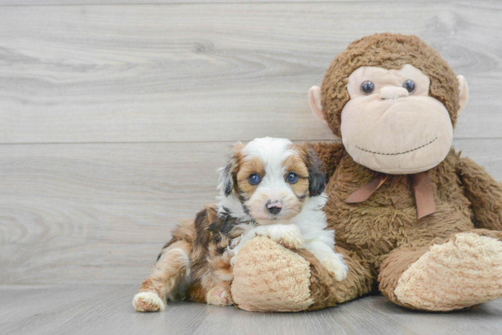 Popular Mini Aussiedoodle Poodle Mix Pup