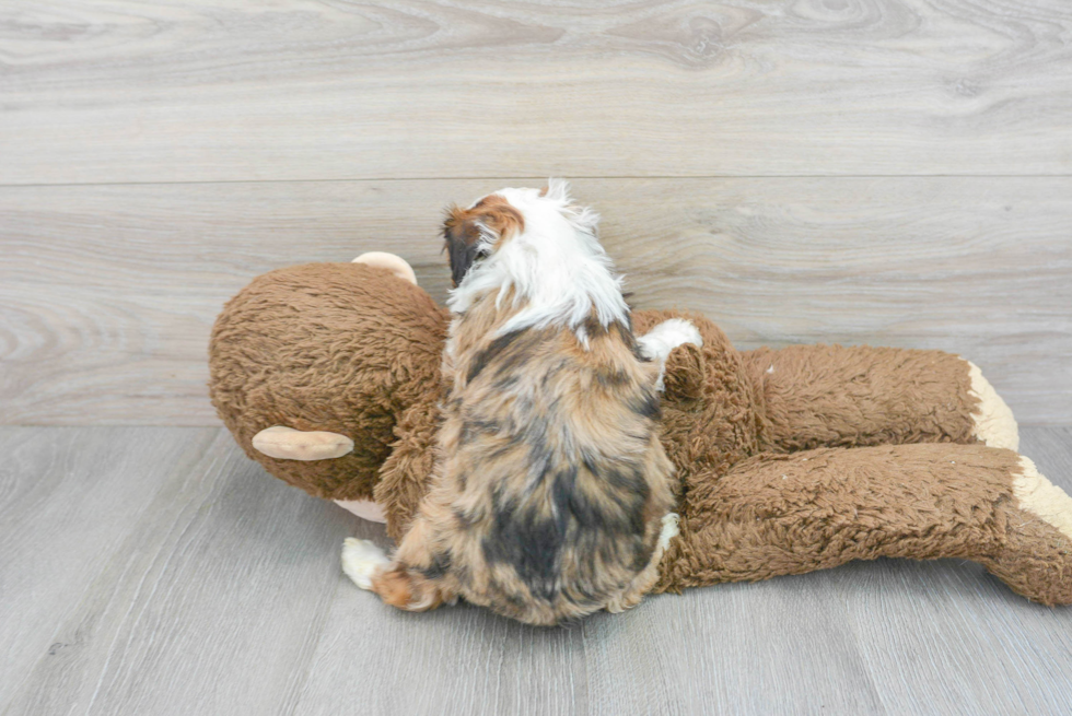 Mini Aussiedoodle Puppy for Adoption