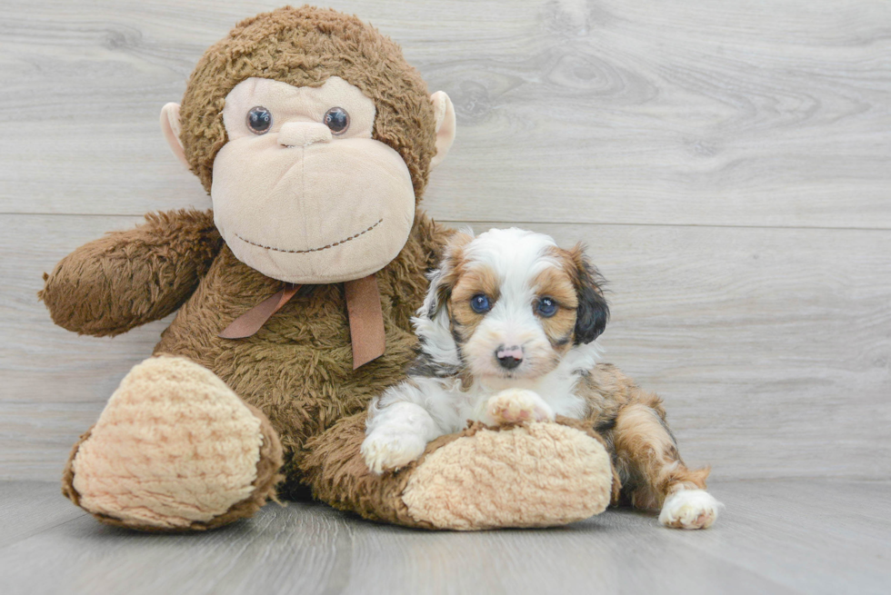 Hypoallergenic Aussiepoo Poodle Mix Puppy