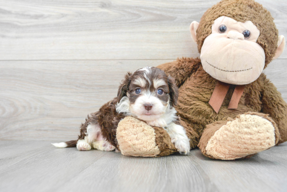 Mini Aussiedoodle Puppy for Adoption