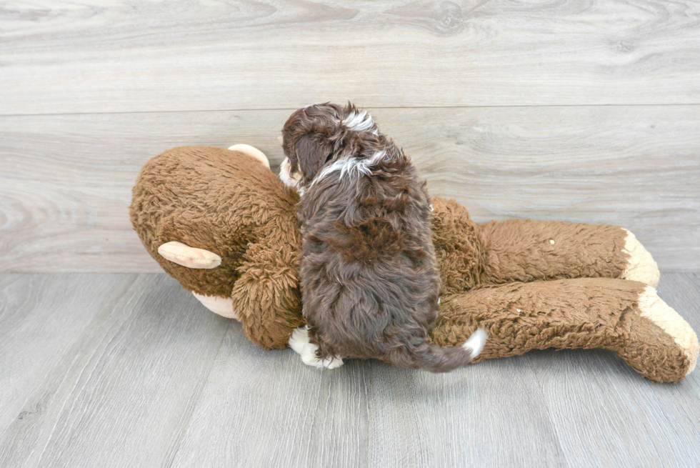 Hypoallergenic Aussiepoo Poodle Mix Puppy