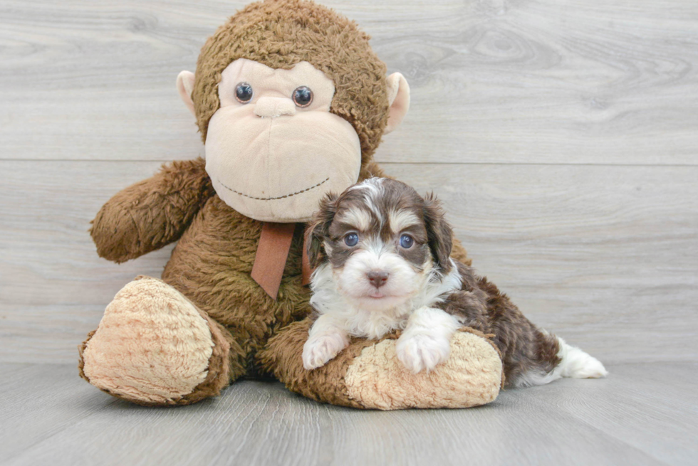 Mini Aussiedoodle Pup Being Cute