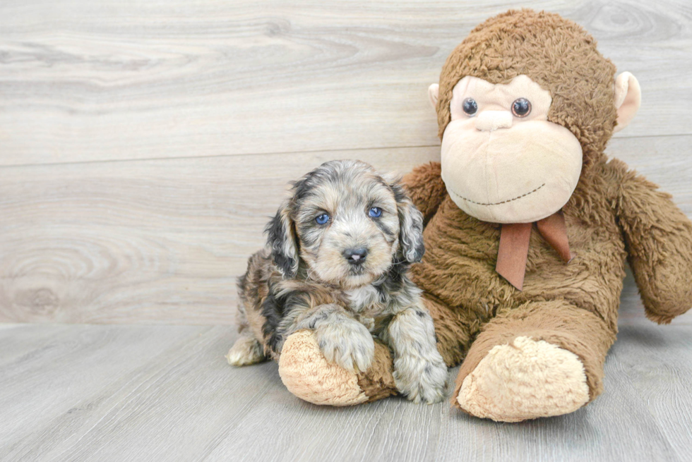 Best Mini Aussiedoodle Baby