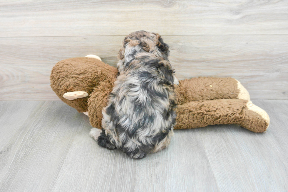 Cute Mini Aussiedoodle Baby