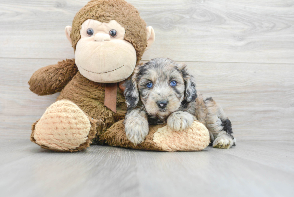 Hypoallergenic Aussiepoo Poodle Mix Puppy