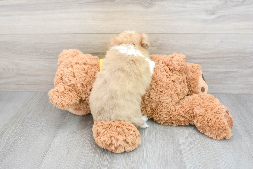 Mini Aussiedoodle Puppy for Adoption