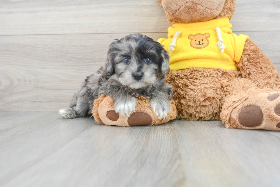 Small Mini Aussiedoodle Baby