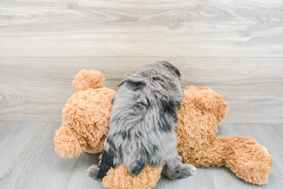 Smart Mini Aussiedoodle Poodle Mix Pup