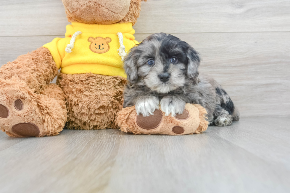 Mini Aussiedoodle Pup Being Cute