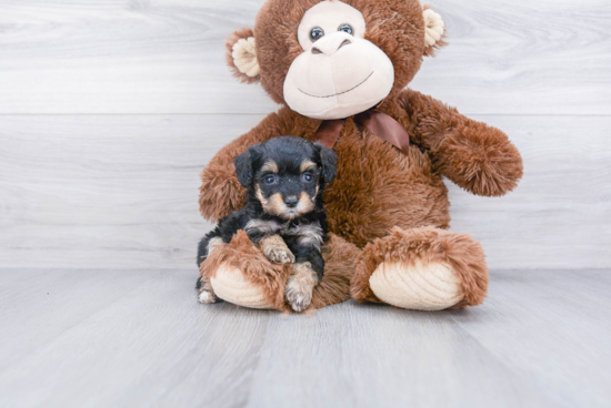 Mini Aussiedoodle Pup Being Cute