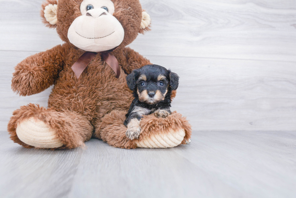 Adorable Aussiepoo Poodle Mix Puppy