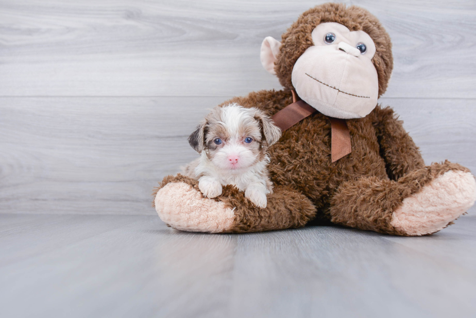 Energetic Aussiepoo Poodle Mix Puppy