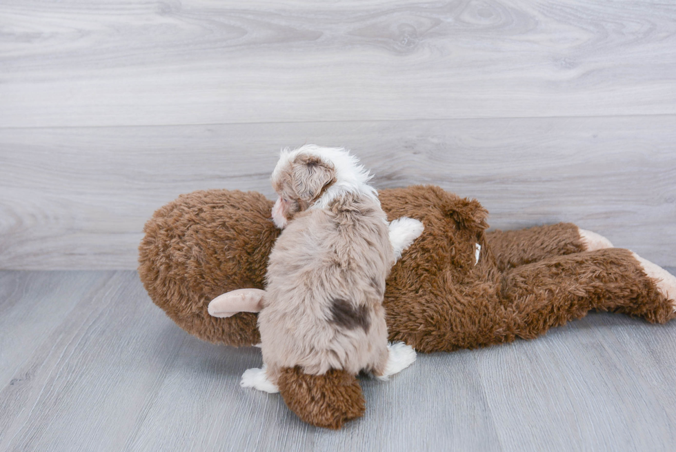 Mini Aussiedoodle Puppy for Adoption