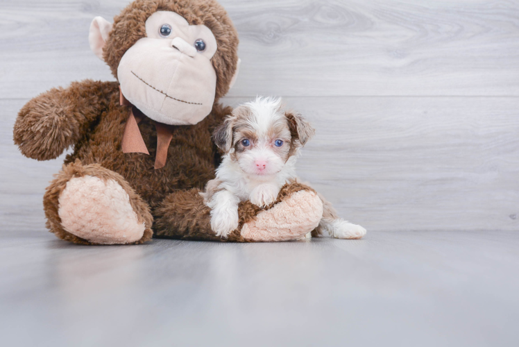 Mini Aussiedoodle Puppy for Adoption