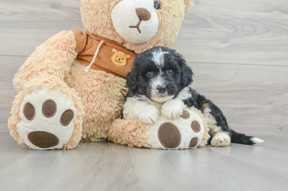 5 week old Mini Aussiedoodle Puppy For Sale - Premier Pups