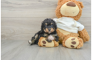 Smart Mini Aussiedoodle Poodle Mix Pup