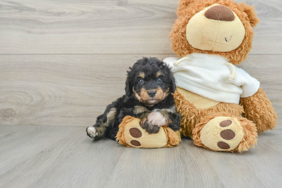 Smart Mini Aussiedoodle Poodle Mix Pup