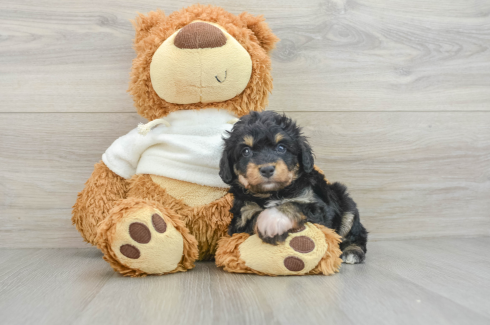 6 week old Mini Aussiedoodle Puppy For Sale - Premier Pups