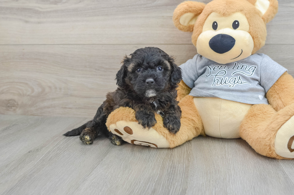 5 week old Mini Aussiedoodle Puppy For Sale - Premier Pups