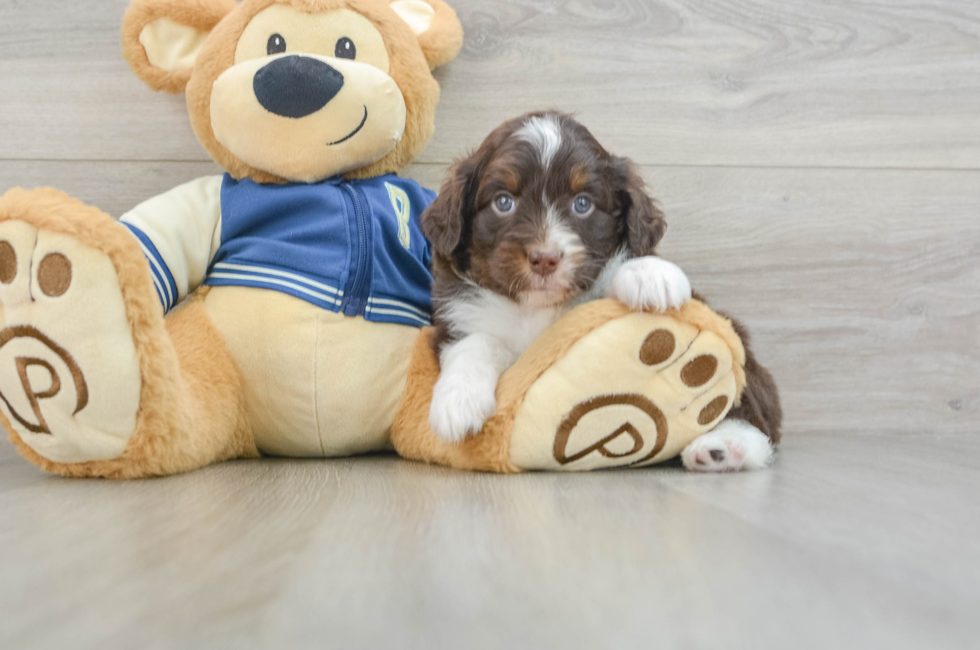 5 week old Mini Aussiedoodle Puppy For Sale - Premier Pups