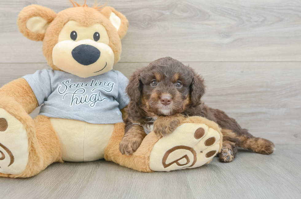 6 week old Mini Aussiedoodle Puppy For Sale - Premier Pups