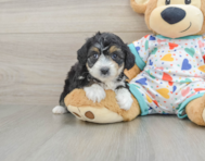 7 week old Mini Aussiedoodle Puppy For Sale - Premier Pups