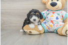 Mini Aussiedoodle Puppy for Adoption