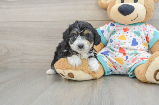 Mini Aussiedoodle Puppy for Adoption