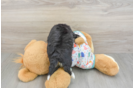 Sweet Mini Aussiedoodle Baby