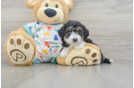Little Mini Aussiepoo Poodle Mix Puppy