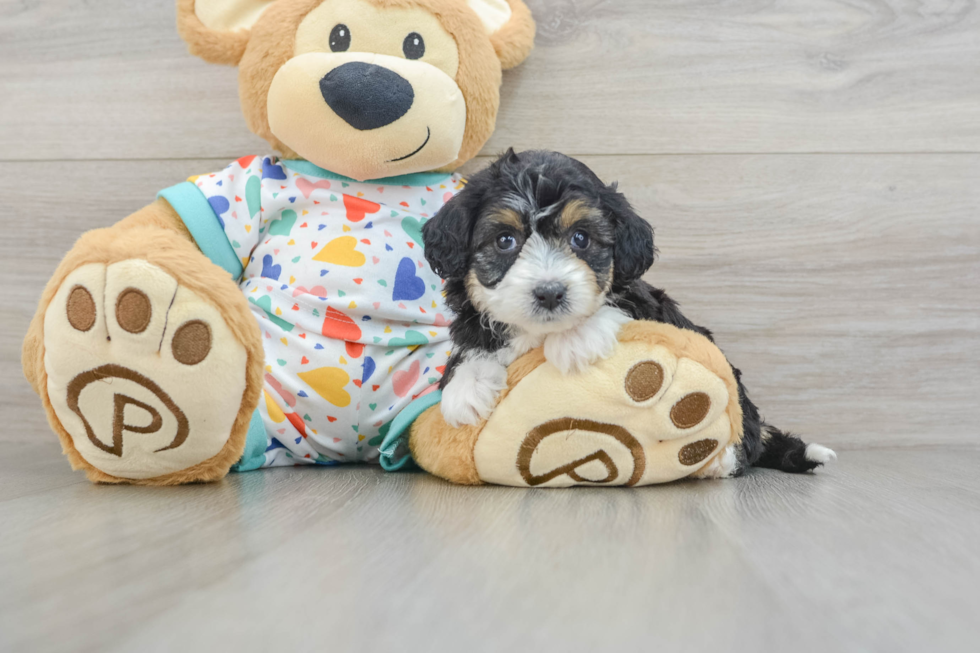 Little Mini Aussiepoo Poodle Mix Puppy