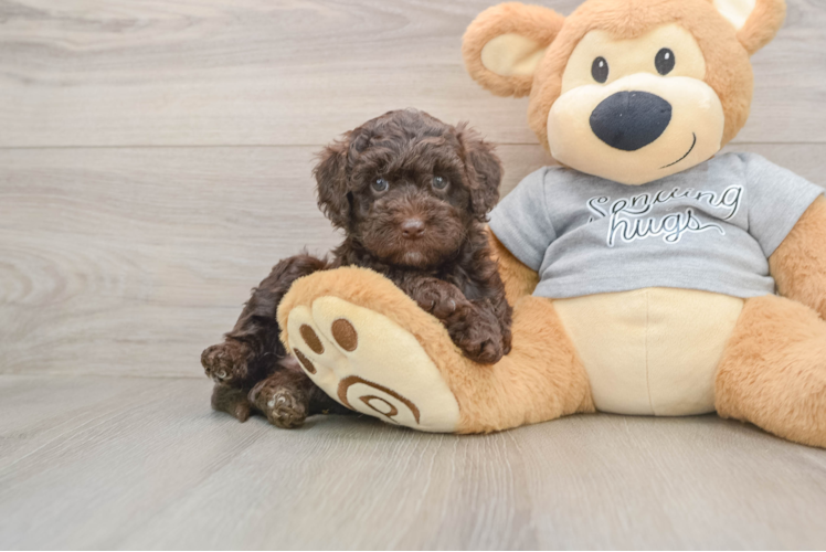 Funny Mini Aussiedoodle Poodle Mix Pup