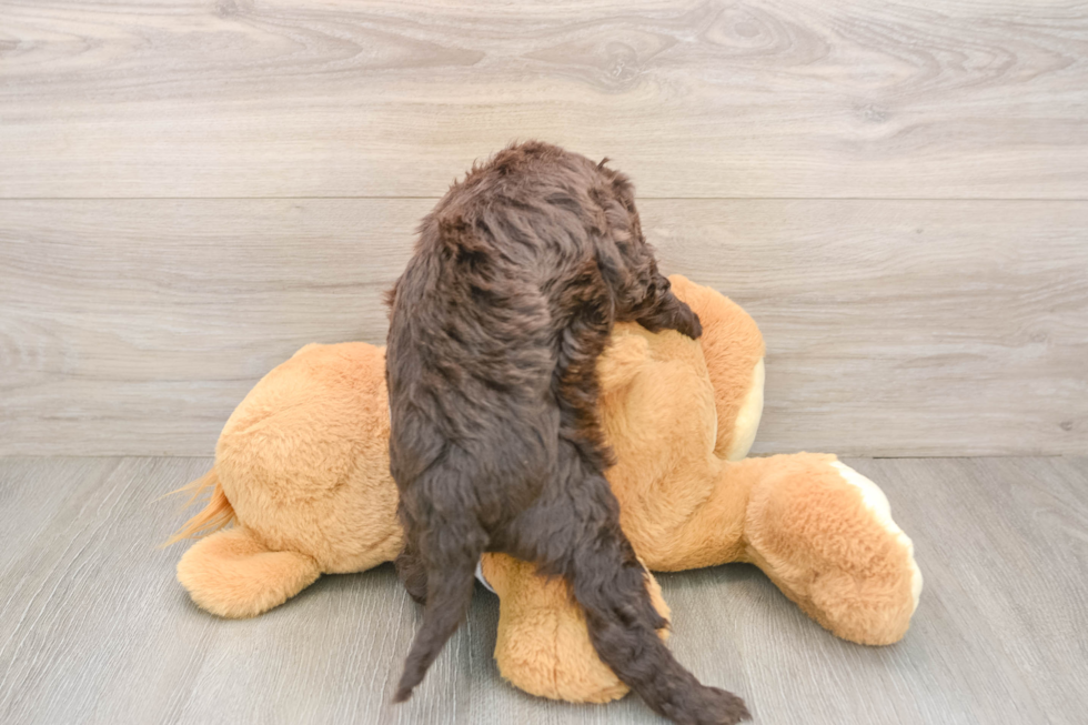 Mini Aussiedoodle Pup Being Cute