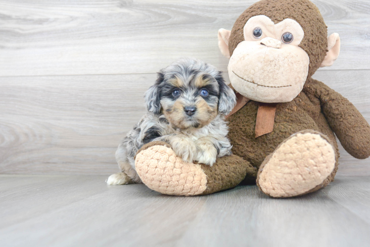 Mini Aussiedoodle Puppy for Adoption