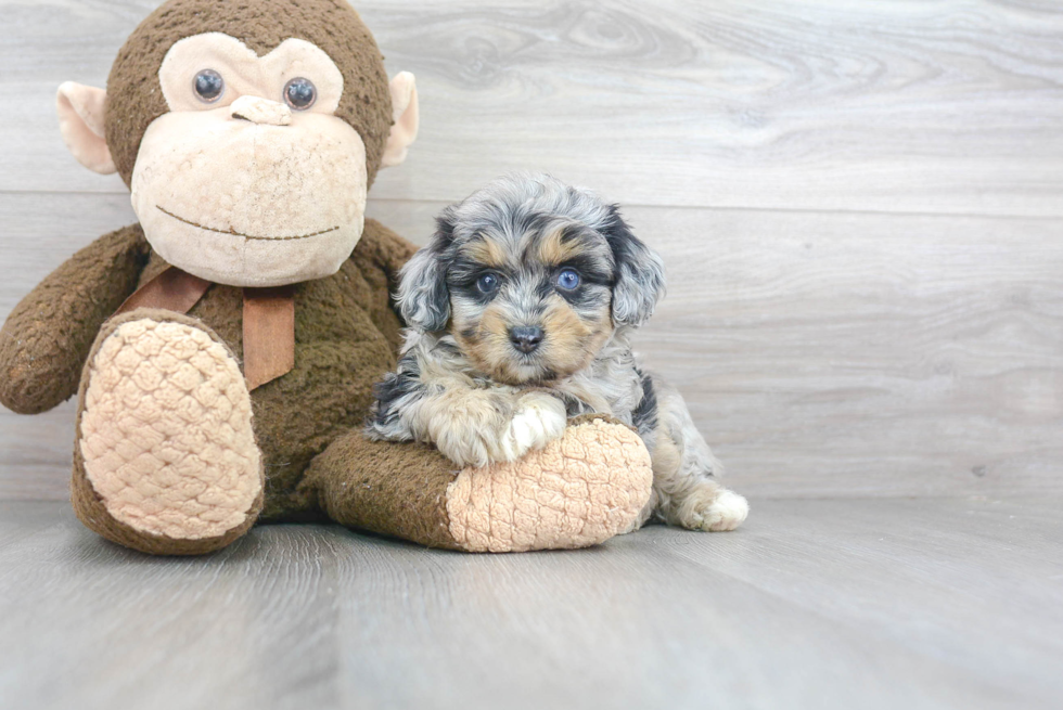 Mini Aussiedoodle Puppy for Adoption