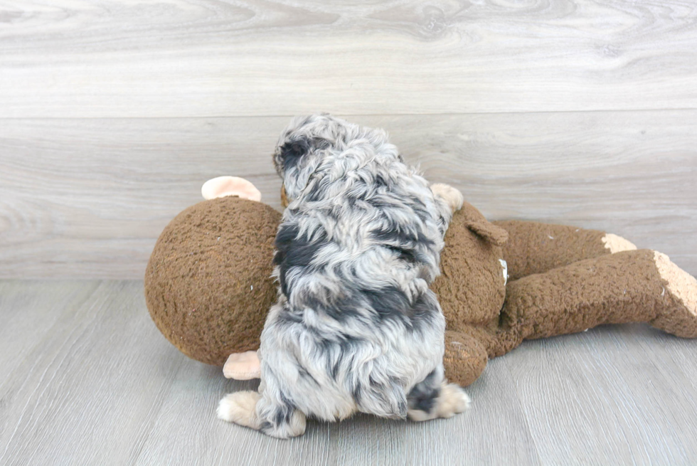 Adorable Aussiepoo Poodle Mix Puppy