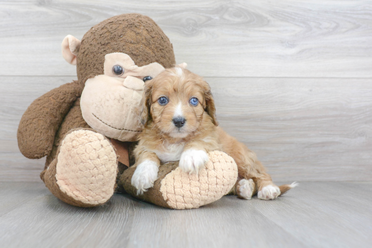 Mini Aussiedoodle Pup Being Cute