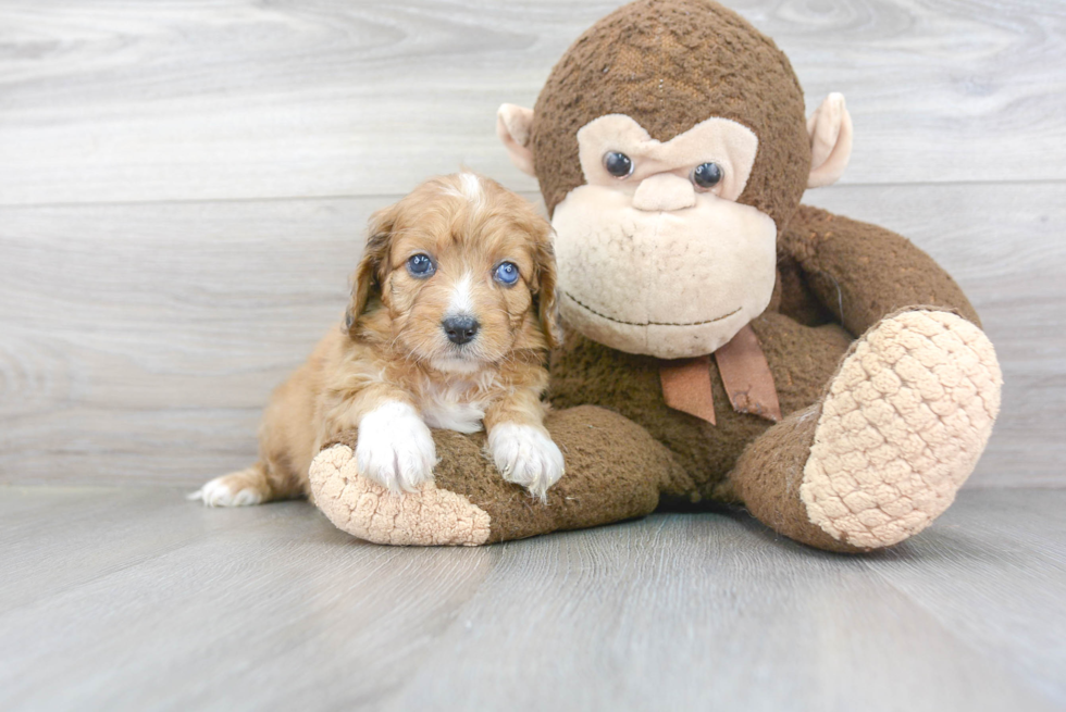 Best Mini Aussiedoodle Baby