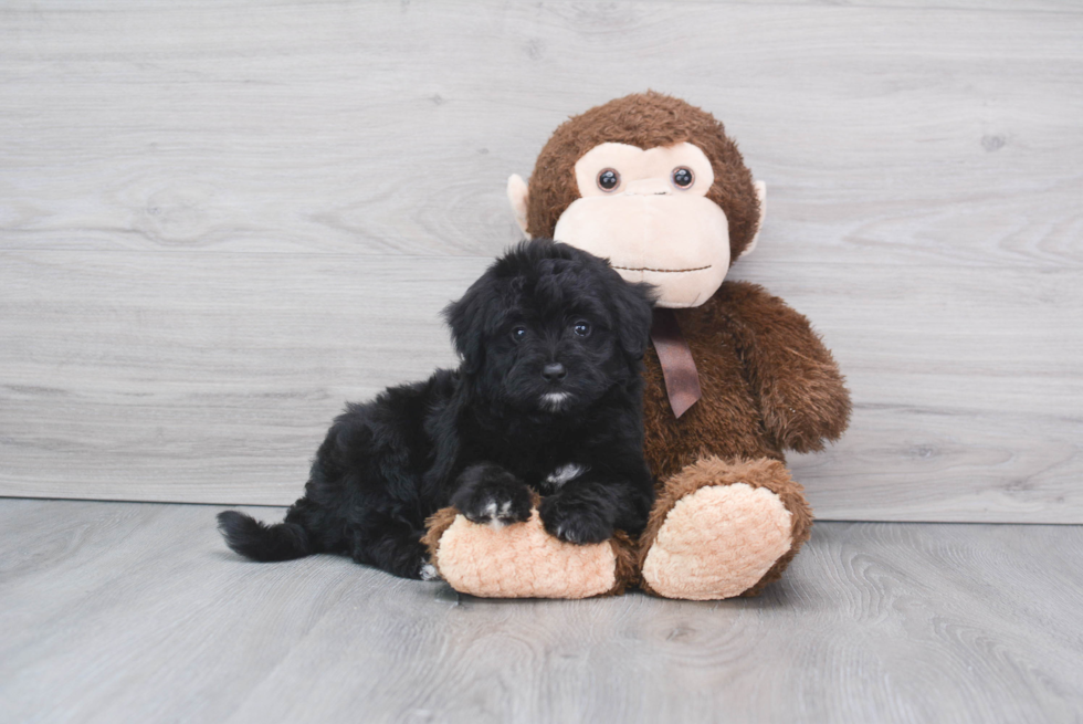 Petite Mini Aussiedoodle Poodle Mix Pup