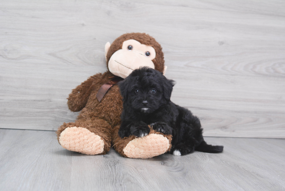 Petite Mini Aussiedoodle Poodle Mix Pup