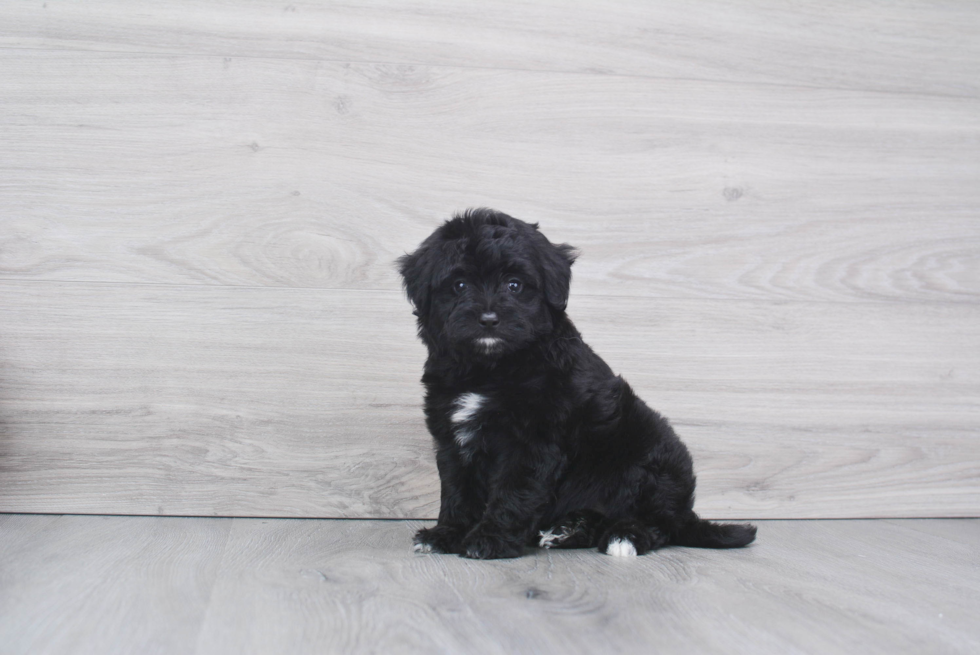 Energetic Aussiepoo Poodle Mix Puppy