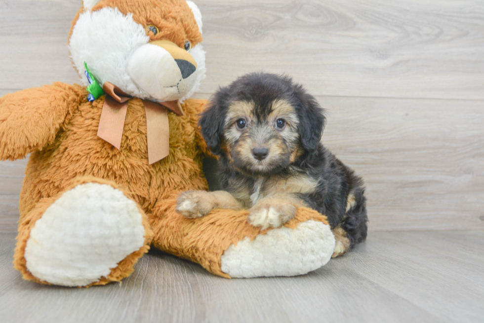 Mini Aussiedoodle Pup Being Cute