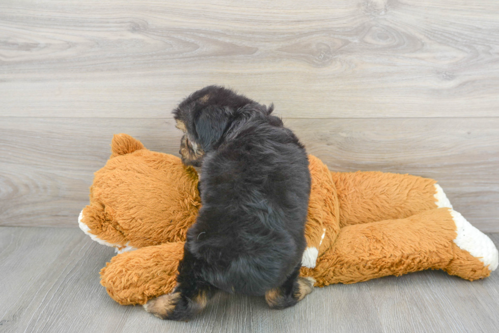 Playful Aussiepoo Poodle Mix Puppy