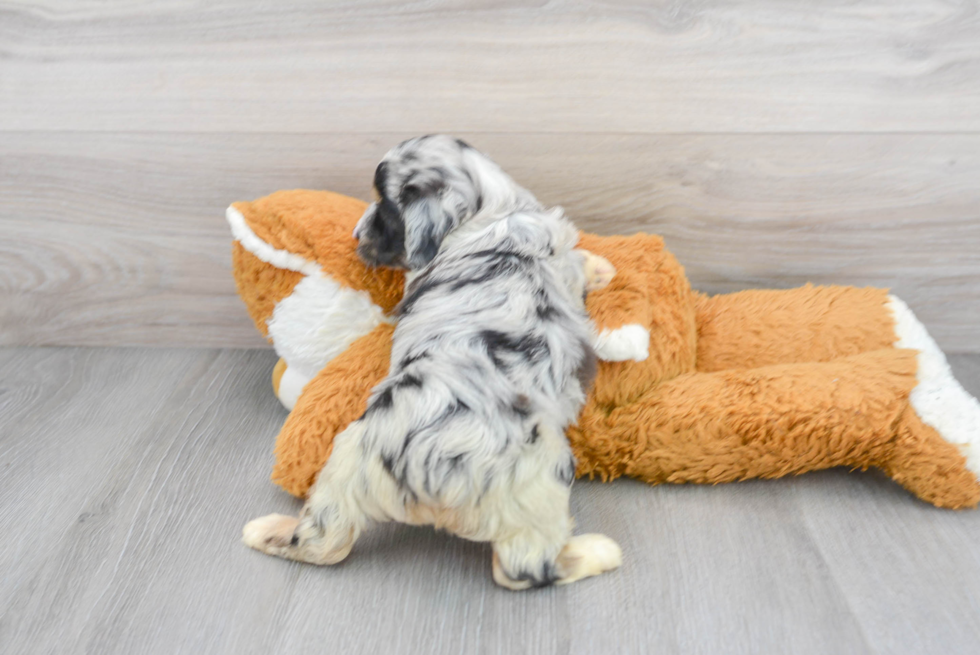 Mini Aussiedoodle Puppy for Adoption