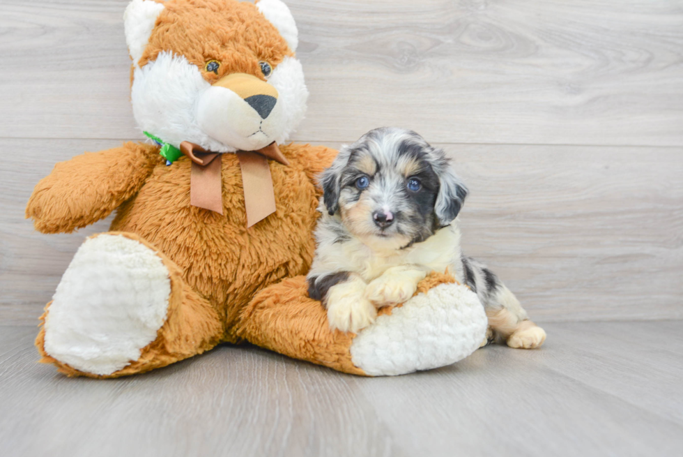 Cute Mini Aussiedoodle Baby