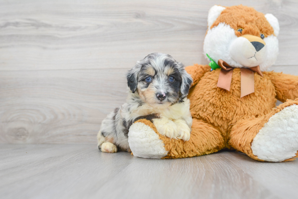 Best Mini Aussiedoodle Baby