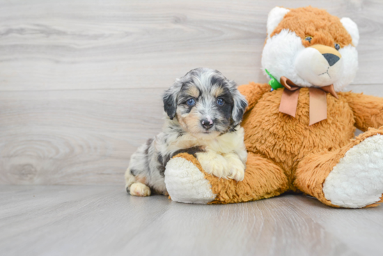 Best Mini Aussiedoodle Baby